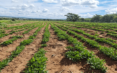 BC Food - farm produce